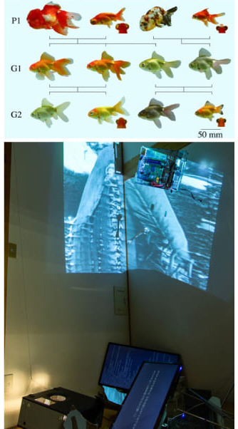 図2.研究室で生まれた生命美学プロジェクトの例（上:『金魚解放運動』、下：『aPrayer 3.0：人工知能のための/による慰霊』）